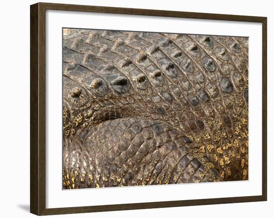 Detail of Crocodile Skin, Australia-David Wall-Framed Photographic Print