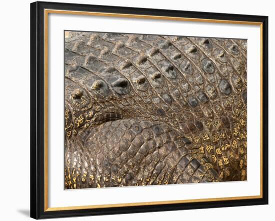 Detail of Crocodile Skin, Australia-David Wall-Framed Photographic Print