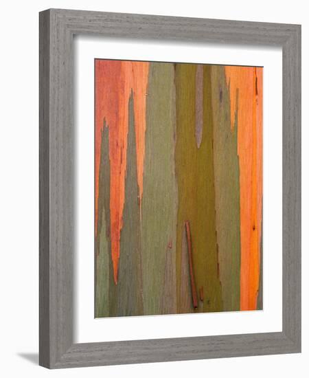 Detail of Eucalyptus Tree Bark, Kauai, Hawaii, USA-Dennis Flaherty-Framed Photographic Print