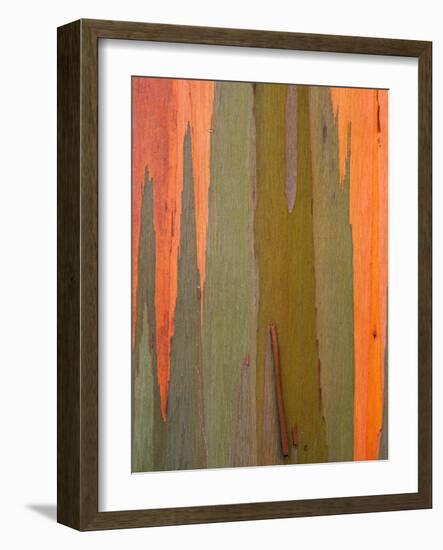 Detail of Eucalyptus Tree Bark, Kauai, Hawaii, USA-Dennis Flaherty-Framed Photographic Print