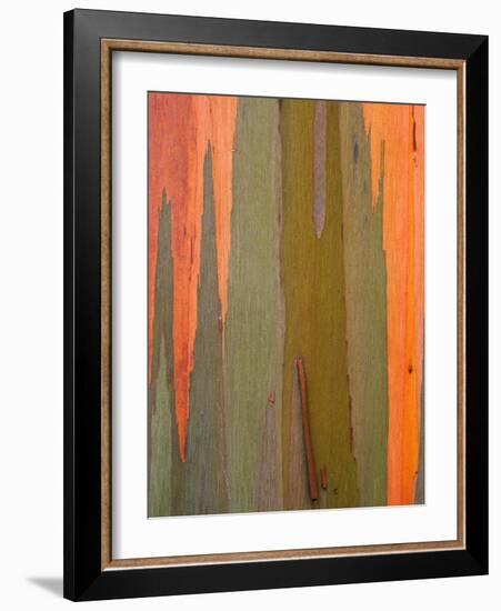 Detail of Eucalyptus Tree Bark, Kauai, Hawaii, USA-Dennis Flaherty-Framed Photographic Print