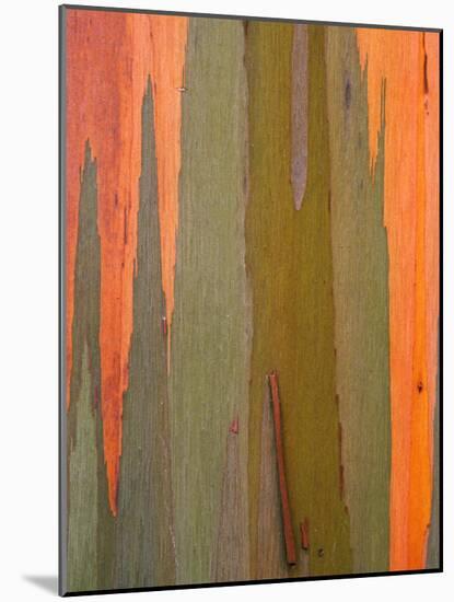 Detail of Eucalyptus Tree Bark, Kauai, Hawaii, USA-Dennis Flaherty-Mounted Photographic Print