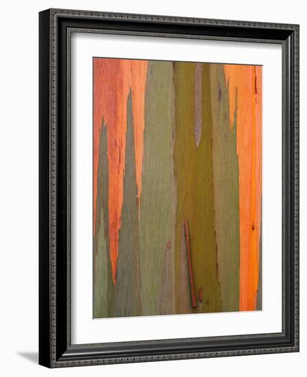 Detail of Eucalyptus Tree Bark, Kauai, Hawaii, USA-Dennis Flaherty-Framed Photographic Print