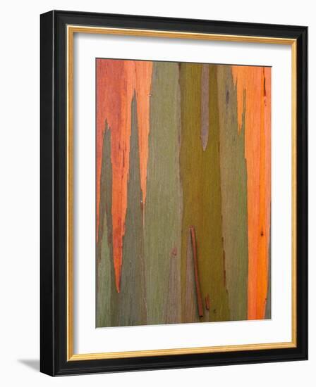 Detail of Eucalyptus Tree Bark, Kauai, Hawaii, USA-Dennis Flaherty-Framed Photographic Print