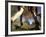 Detail of Feet of Couple Hiking, Woodstock, New York, USA-Chris Cole-Framed Photographic Print