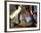 Detail of Feet of Couple Hiking, Woodstock, New York, USA-Chris Cole-Framed Photographic Print