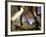 Detail of Feet of Couple Hiking, Woodstock, New York, USA-Chris Cole-Framed Photographic Print