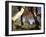 Detail of Feet of Couple Hiking, Woodstock, New York, USA-Chris Cole-Framed Photographic Print