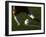 Detail of Foot About to Kick a Soccer Ball-Paul Sutton-Framed Photographic Print