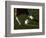 Detail of Foot About to Kick a Soccer Ball-Paul Sutton-Framed Photographic Print