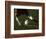 Detail of Foot About to Kick a Soccer Ball-Paul Sutton-Framed Photographic Print