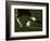 Detail of Foot About to Kick a Soccer Ball-Paul Sutton-Framed Photographic Print