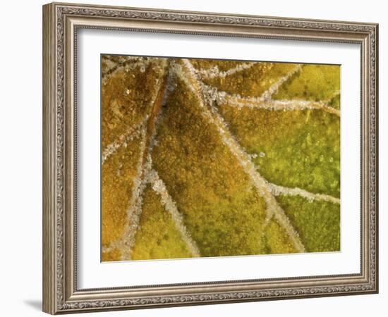 Detail of Frost on Leaf in Great Smoky Mountains National Park in North Carolina-Melissa Southern-Framed Photographic Print