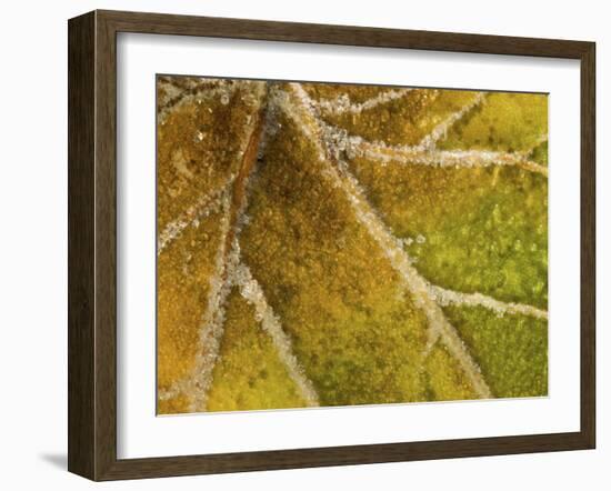 Detail of Frost on Leaf in Great Smoky Mountains National Park in North Carolina-Melissa Southern-Framed Photographic Print