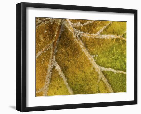 Detail of Frost on Leaf in Great Smoky Mountains National Park in North Carolina-Melissa Southern-Framed Photographic Print