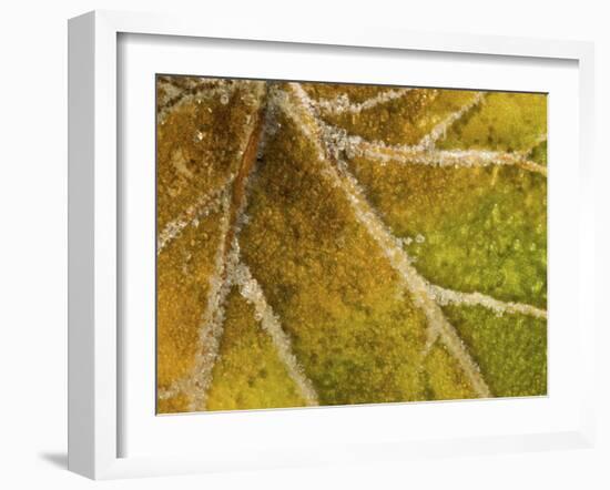 Detail of Frost on Leaf in Great Smoky Mountains National Park in North Carolina-Melissa Southern-Framed Photographic Print