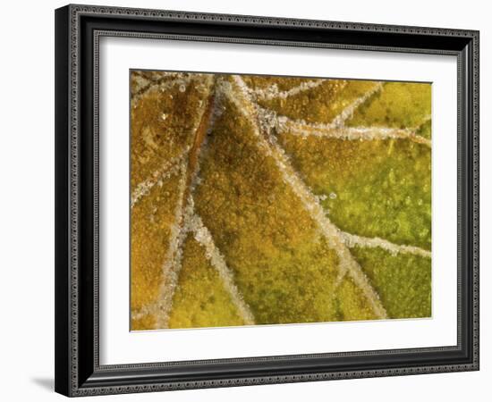 Detail of Frost on Leaf in Great Smoky Mountains National Park in North Carolina-Melissa Southern-Framed Photographic Print