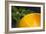 Detail of Garden with Bright Orange Seat Against Fern Foliage, Highgate, London-Pedro Silmon-Framed Photo