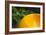 Detail of Garden with Bright Orange Seat Against Fern Foliage, Highgate, London-Pedro Silmon-Framed Photo