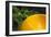 Detail of Garden with Bright Orange Seat Against Fern Foliage, Highgate, London-Pedro Silmon-Framed Photo