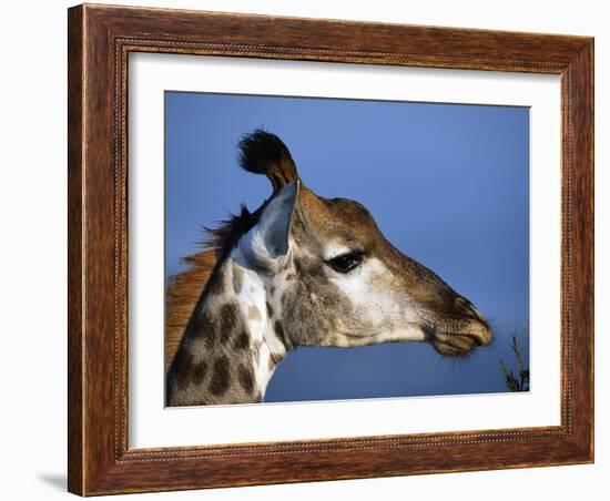 Detail of Giraffe Face, South Africa-Mark Hannaford-Framed Photographic Print
