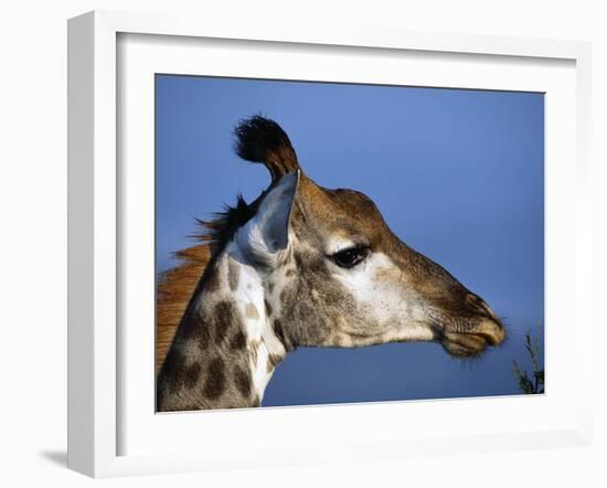 Detail of Giraffe Face, South Africa-Mark Hannaford-Framed Photographic Print