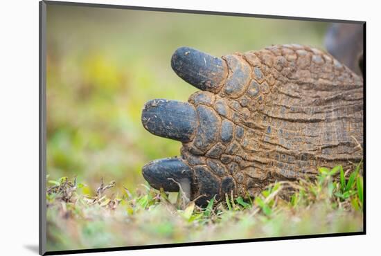 Detail of hind toes of Alcedo giant tortoise-Tui De Roy-Mounted Photographic Print