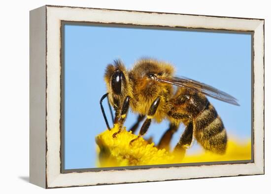 Detail Of Honeybee-Daniel Prudek-Framed Premier Image Canvas