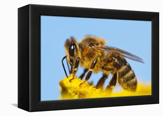 Detail Of Honeybee-Daniel Prudek-Framed Premier Image Canvas