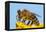 Detail Of Honeybee-Daniel Prudek-Framed Premier Image Canvas