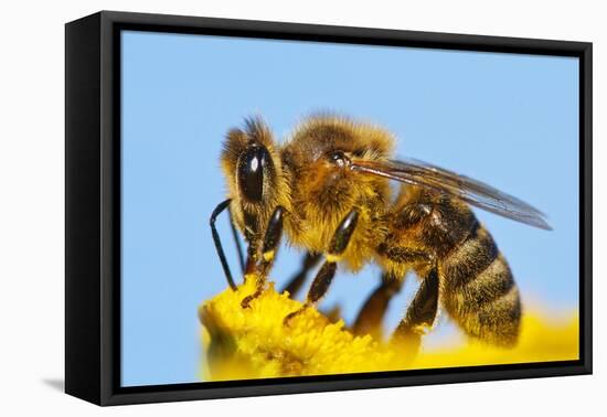 Detail Of Honeybee-Daniel Prudek-Framed Premier Image Canvas