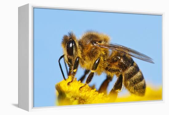 Detail Of Honeybee-Daniel Prudek-Framed Premier Image Canvas