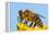 Detail Of Honeybee-Daniel Prudek-Framed Premier Image Canvas