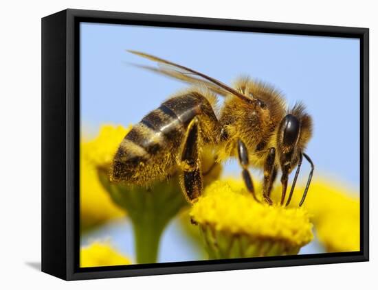 Detail Of Honeybee-Daniel Prudek-Framed Premier Image Canvas