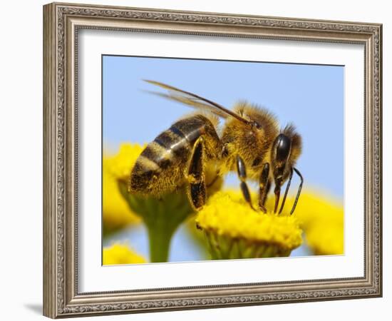 Detail Of Honeybee-Daniel Prudek-Framed Photographic Print