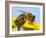 Detail Of Honeybee-Daniel Prudek-Framed Photographic Print