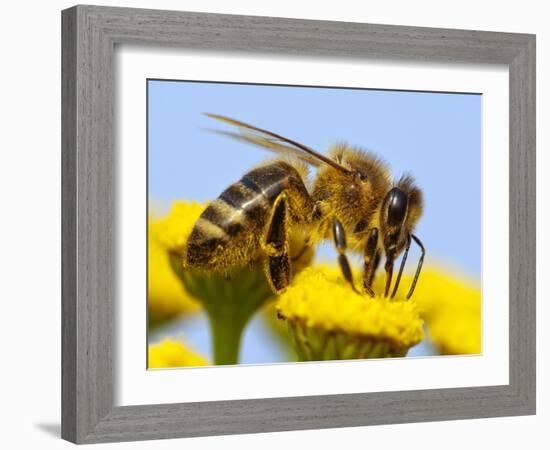 Detail Of Honeybee-Daniel Prudek-Framed Photographic Print