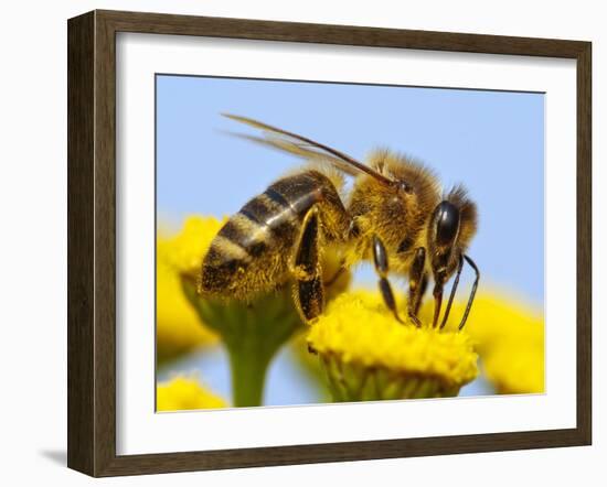 Detail Of Honeybee-Daniel Prudek-Framed Photographic Print