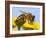 Detail Of Honeybee-Daniel Prudek-Framed Photographic Print