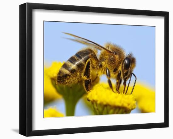 Detail Of Honeybee-Daniel Prudek-Framed Photographic Print