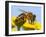 Detail Of Honeybee-Daniel Prudek-Framed Photographic Print