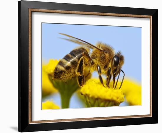 Detail Of Honeybee-Daniel Prudek-Framed Photographic Print