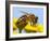 Detail Of Honeybee-Daniel Prudek-Framed Photographic Print