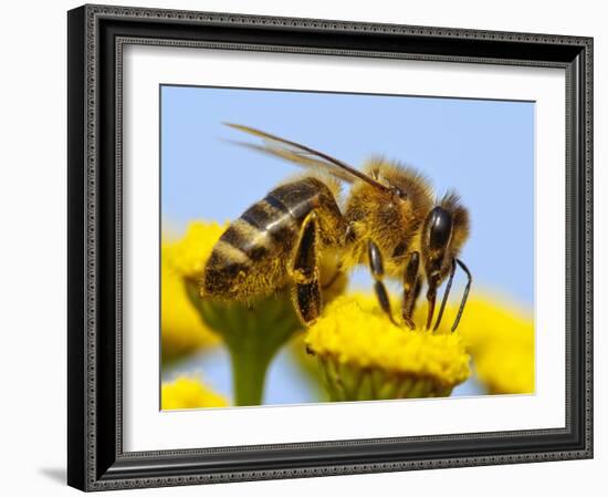 Detail Of Honeybee-Daniel Prudek-Framed Photographic Print