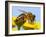 Detail Of Honeybee-Daniel Prudek-Framed Photographic Print