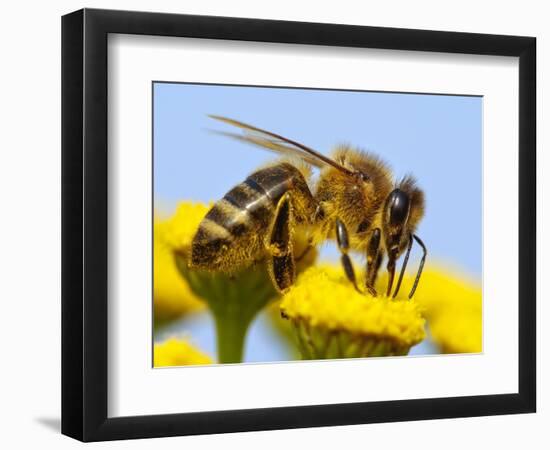 Detail Of Honeybee-Daniel Prudek-Framed Photographic Print