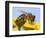 Detail Of Honeybee-Daniel Prudek-Framed Photographic Print