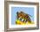 Detail Of Honeybee-Daniel Prudek-Framed Photographic Print