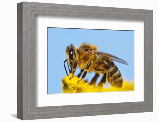 Detail Of Honeybee-Daniel Prudek-Framed Photographic Print