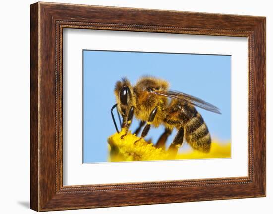 Detail Of Honeybee-Daniel Prudek-Framed Photographic Print